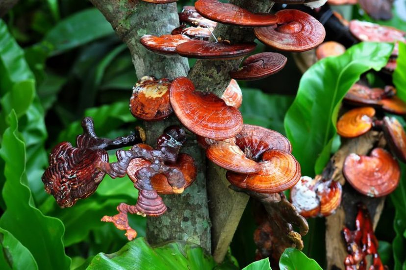 Reishi And Radiation