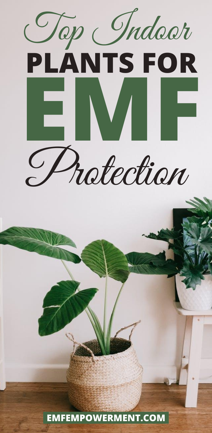 Top Indoor Plants for EMF Protection